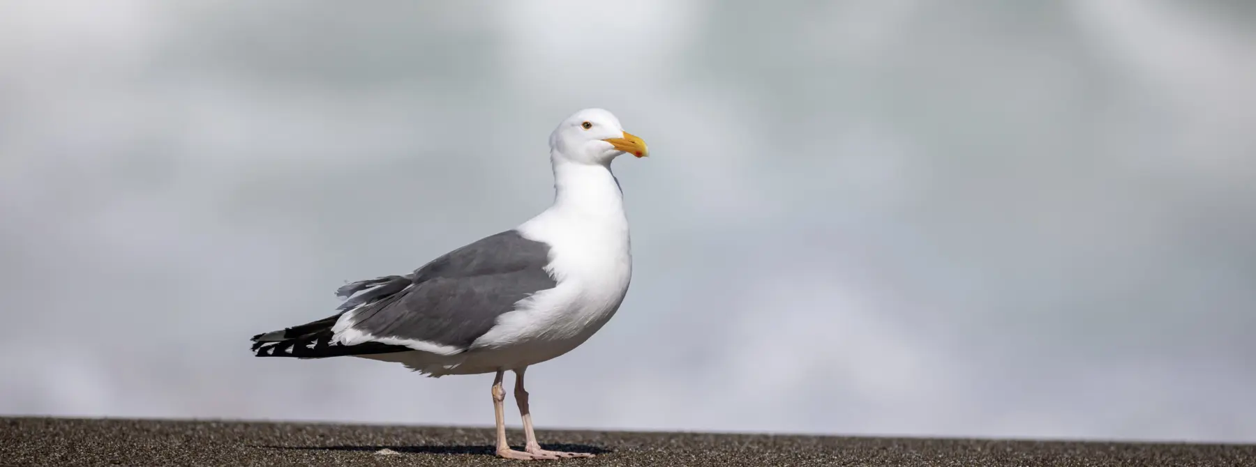 Efabb460 E404 4852 9893 E5af4c1ee729 1 201 A